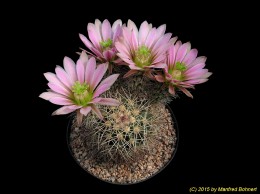 Echinocereus roetteri 507